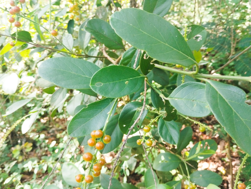 Citharexylum crassifolium