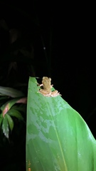 Kurixalus eiffingeri