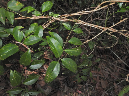 Image of Jasminum simplicifolium by (c) Scott W. Gavins, some rights reserved (CC BY)