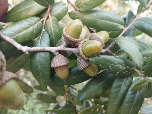 Quercus × dysophylla