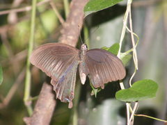 Papilio bianor thrasymedes