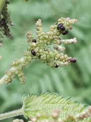 Brachypterus urticae