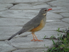 Turdus libonyana