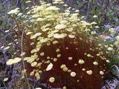 Splachnum luteum