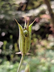 Palomena