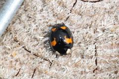 Harmonia axyridis