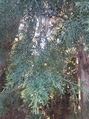 Widdringtonia nodiflora