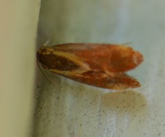 Metalampra