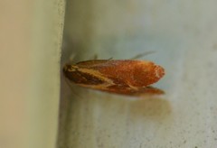 Metalampra