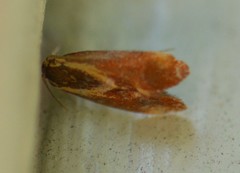 Metalampra