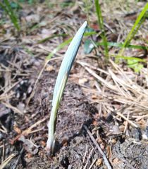 Polygonatum odoratum
