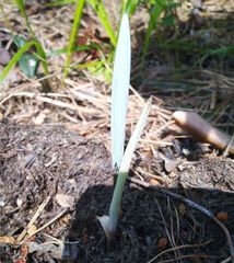 Polygonatum odoratum