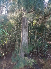 Widdringtonia nodiflora