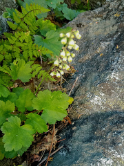 Heuchera merriamii