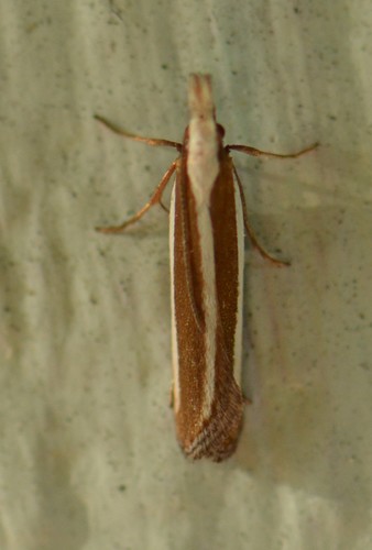 Juniper Webworm Moth and Allies photo 2