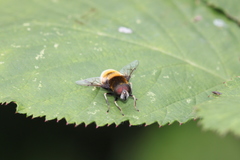 Eristalis intricaria