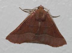 Drepanogynis cnephaeogramma