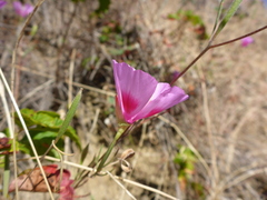 Clarkia amoena