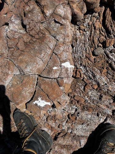 Pterodroma phaeopygia observed 2024-10-25
