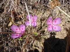 Clarkia amoena