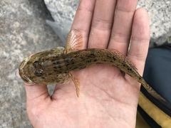 Glossogobius olivaceus