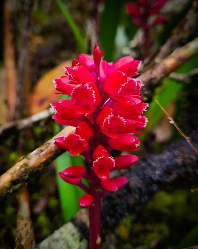 Arpophyllum giganteum, photograph 4