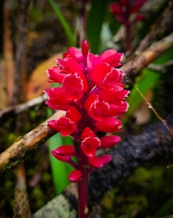 Arpophyllum giganteum, photograph Sobeida Morales, CC0, iNaturalist via GBIF