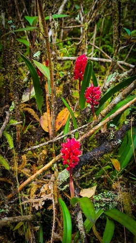 Arpophyllum giganteum, photograph 5