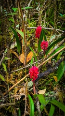 Arpophyllum giganteum, photograph Sobeida Morales, CC0, iNaturalist via GBIF