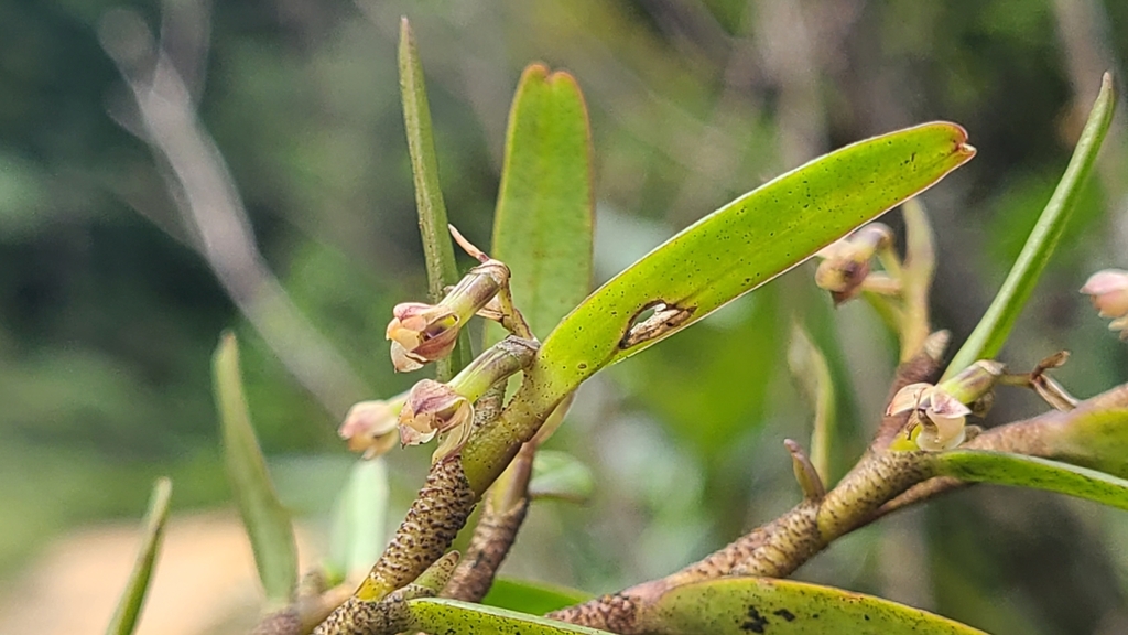 Epidendrum trachythece