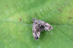 Anthophila fabriciana