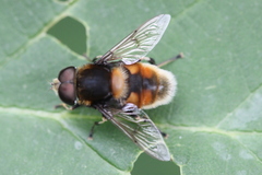 Eristalis intricaria