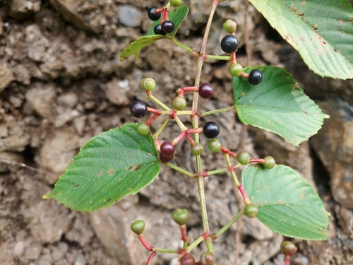 Cissus assamica
