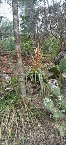 Tillandsia parryi, photograph 4