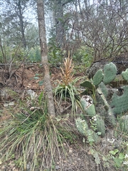 (c) Humberto Gonzalez Salas, some rights reserved (CC BY) Tillandsia parryi, photograph (c) Humberto Gonzalez Salas, some rights reserved (CC BY)