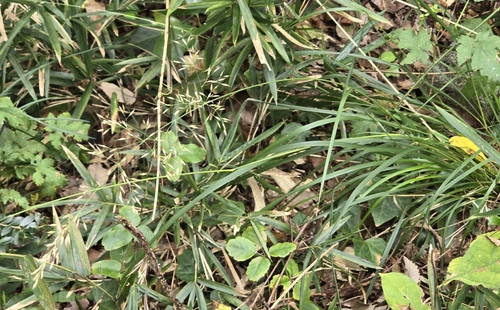Image of Calamagrostis brachytricha by (c) WATANABE Hitoshi 渡辺仁, some rights reserved (CC BY)