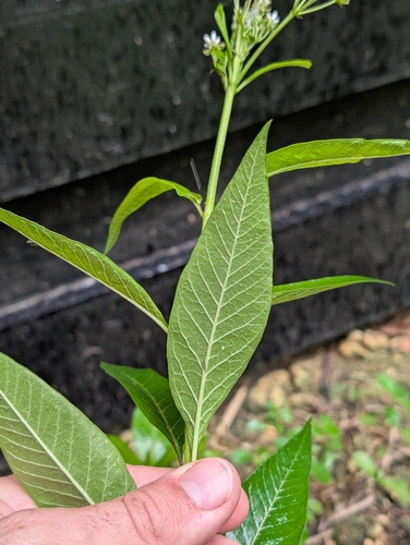 Image of Caribbean Milkweed (Asclepias nivea) by (c) Scott Allen Davis, some rights reserved (CC BY)