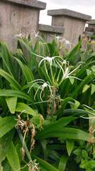 Hymenocallis speciosa