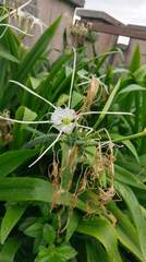 Hymenocallis speciosa