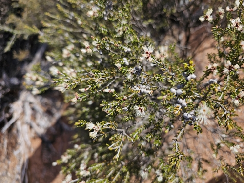 Melaleuca pauperiflora observed 2024-11-05