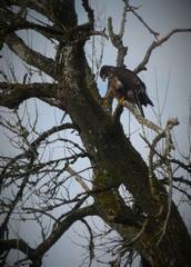 Haliaeetus leucocephalus washingtoniensis