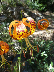 Lilium humboldtii
