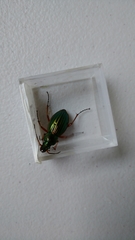 Carabus auratus