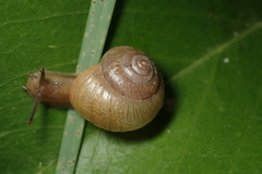 Acusta toyenmongaiensis