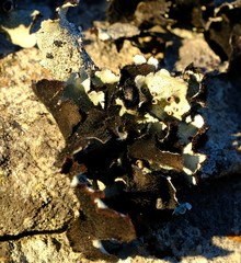 Xanthoparmelia hottentotta