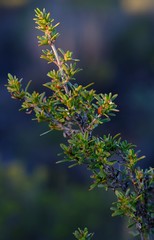 Nenax divaricata