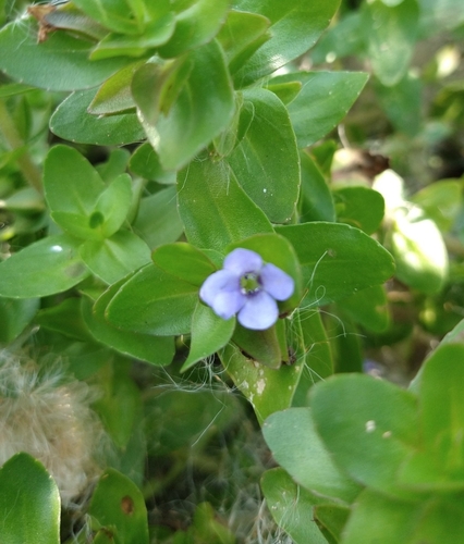Image of Bacopa caroliniana by (c) Joan Chiasson, some rights reserved (CC BY-SA)
