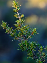 Nenax divaricata
