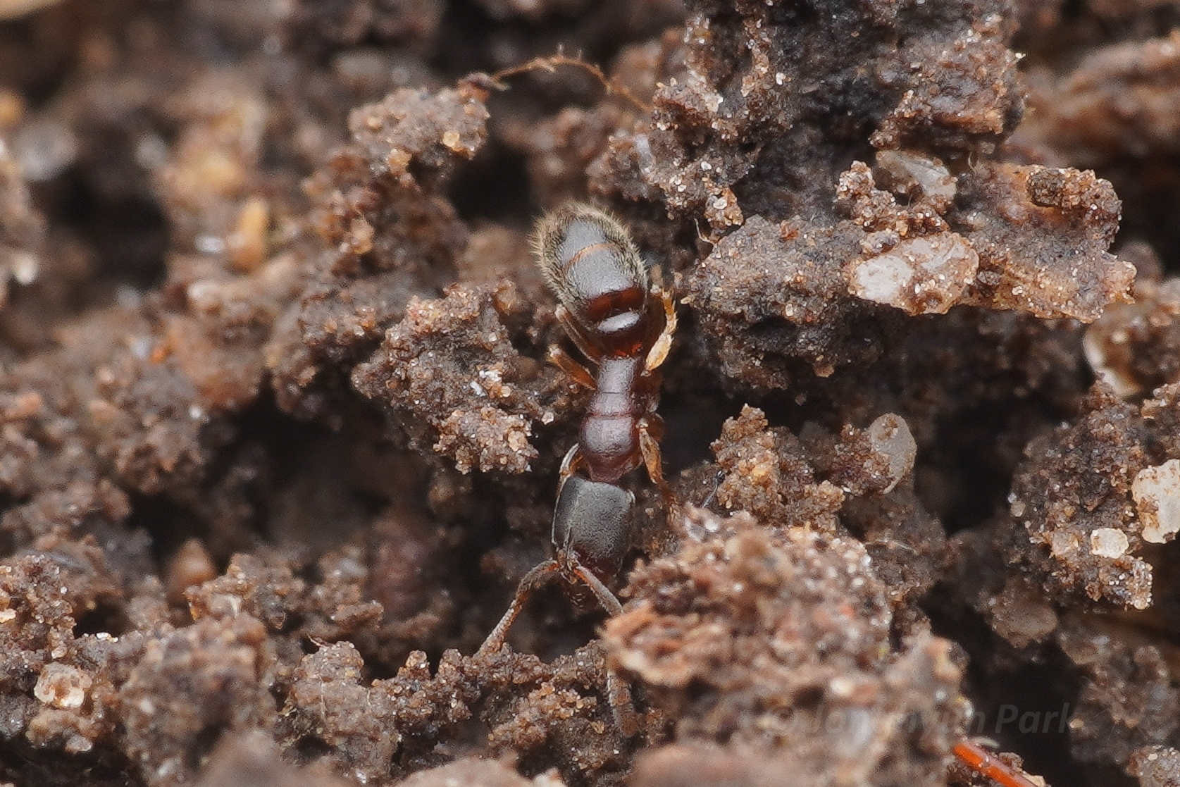 Ponera sinensis
