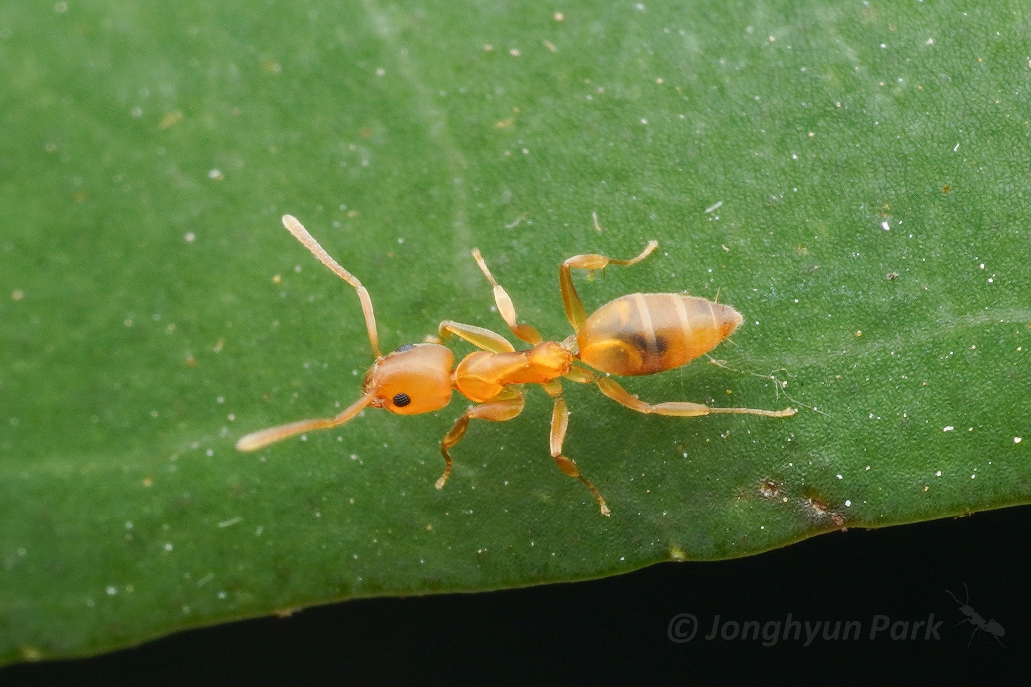 Technomyrmex dubius